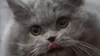 Oregon House Cat Dies from Bird Flu Linked to Contaminated Pet Food: Recall Issued