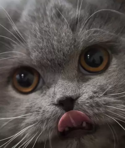 Oregon House Cat Dies from Bird Flu Linked to Contaminated Pet Food: Recall Issued