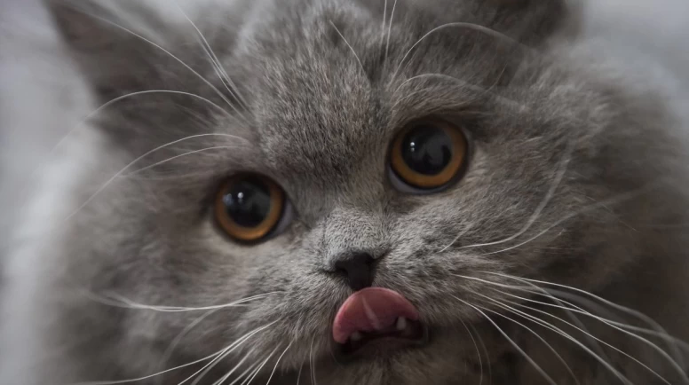 Oregon House Cat Dies from Bird Flu Linked to Contaminated Pet Food: Recall Issued